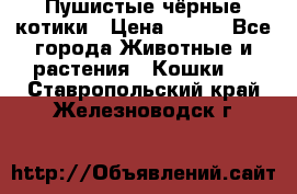 Пушистые чёрные котики › Цена ­ 100 - Все города Животные и растения » Кошки   . Ставропольский край,Железноводск г.